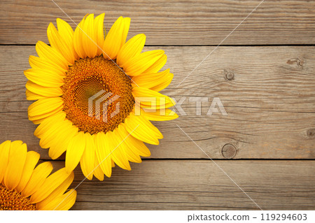 Beautiful fresh sunflowers on grey background. Flat lay, top view, copy space. Autumn or summer Concept, harvest time, agriculture. Sunflower natural background. 119294603