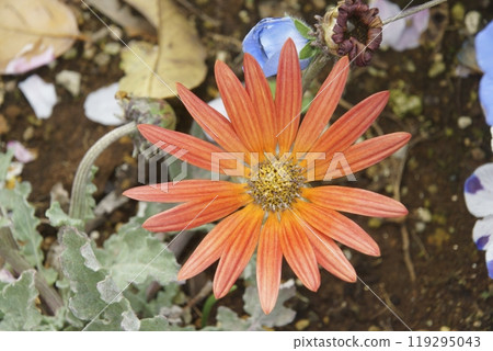 Gazania Gazania 119295043