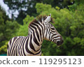 Zebras seen at the zoo 119295123