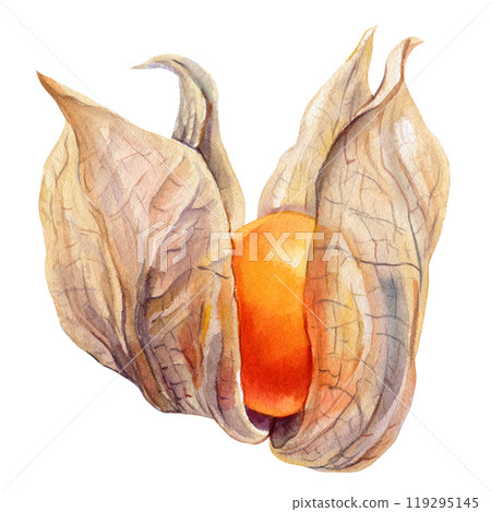 Physalis drawn in watercolor isolated on a white background, Botanical illustration for design, nature decor element 119295145
