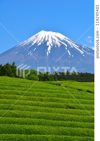 Early summer Obuchi Sasaba Early summer Obuchi Sasaba 119295485