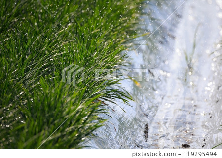 Watering Chinese chives 119295494