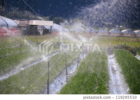 Watering Chinese chives 119295510