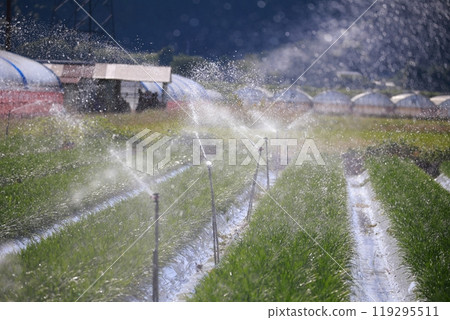 Watering Chinese chives 119295511