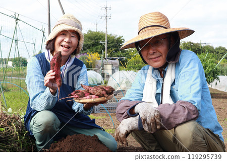 Senior couple harvesting sweet potatoes Senior couple harvesting sweet potatoes 119295739