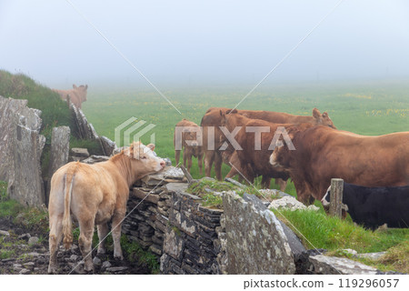 Cows stand by a stone wall in a foggy field near the Cliffs of Moher, softening the landscape Cows stand by a stone wall in a foggy field near the Cliffs of Moher, softening the landscape 119296057