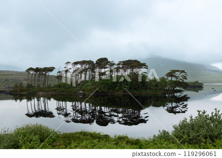 Iconic Pine Island in Galway with pine trees mirrored on a calm lake and a misty landscape 119296061