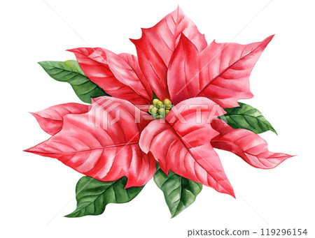 Red Christmas flower isolated. watercolor botanical illustration, New Year decorations. Winter poinsettia flower plant Red Christmas flower isolated. watercolor botanical illustration, New Year decorations. Winter poinsettia flower plant 119296154