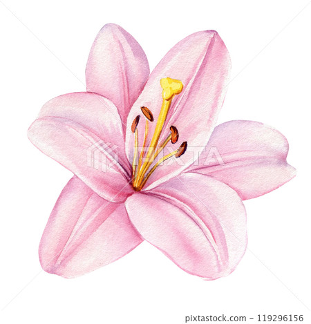 Delicate pink lily flowers isolated on background, watercolor botanical illustration, floral design, greeting card Delicate pink lily flowers isolated on background, watercolor botanical illustration, floral design, greeting card 119296156