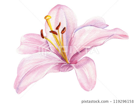Delicate pink lily flowers isolated on background, watercolor botanical illustration, floral design, greeting card 119296158