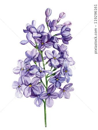 Delicate Lilac flowers isolated on background, watercolor botanical illustration, floral design, greeting card. Flower 119296161