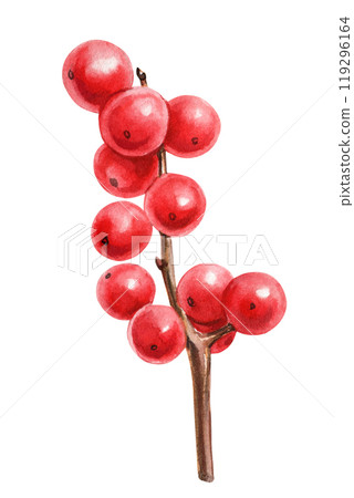 Decorative red berries on branch isolated on white background, red berries hand drawn watercolor botanical illustration 119296164