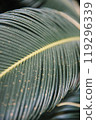 A detailed close up of a vibrant green leaf featuring a prominent yellow stripe running through it, showcasing its unique visual patterns 119296339