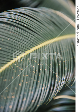 A detailed close up of a vibrant green leaf featuring a prominent yellow stripe running through it, showcasing its unique visual patterns A detailed close up of a vibrant green leaf featuring a prominent yellow stripe running through it, showcasing its unique visual patterns 119296339