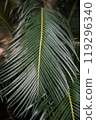 This image features a closeup view of a vibrant palm tree leaf, which showcases a striking yellow center surrounded by lush green foliage 119296340