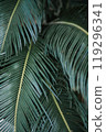 This is a detailed closeup view of a palm tree leaf that prominently features a striking yellow stripe running along its surface 119296341