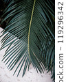 Here is a detailed closeup view of a palm tree leaf gently swaying on a beautiful sandy beach, capturing the essence of natures beauty 119296342
