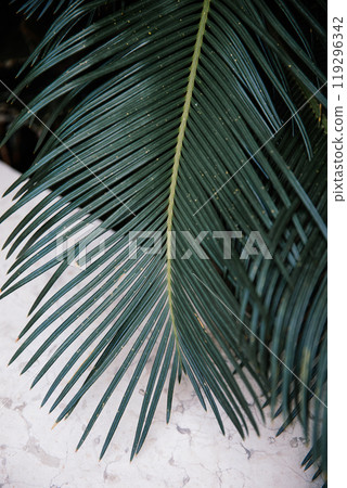 Here is a detailed closeup view of a palm tree leaf gently swaying on a beautiful sandy beach, capturing the essence of natures beauty Here is a detailed closeup view of a palm tree leaf gently swaying on a beautiful sandy beach, capturing the essence of natures beauty 119296342