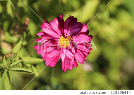 粉紅色的海葵花盛開在秋天的花園裡 119296414