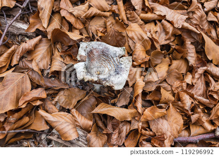 Brown autumn leaves on the ground in the park, autumn background with autumn dry foliage Brown autumn leaves on the ground in the park, autumn background with autumn dry foliage 119296992