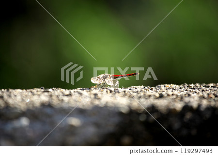 Fall dragonfly Fall dragonfly 119297493