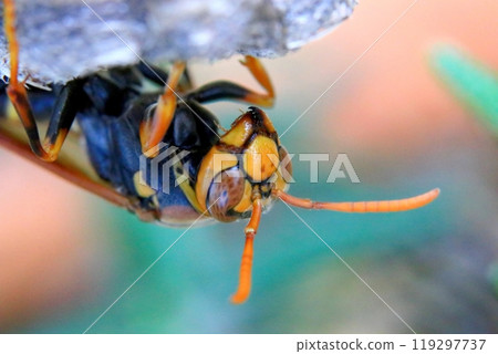 Queen bee of Polistes sieboldii Queen bee of Polistes sieboldii 119297737