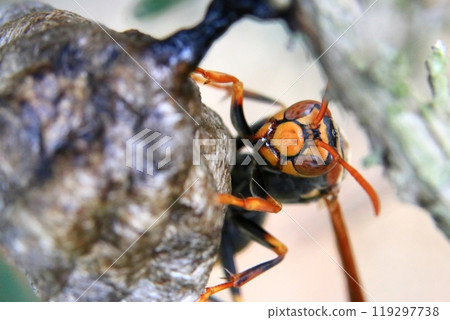 Queen bee of Polistes sieboldii Queen bee of Polistes sieboldii 119297738