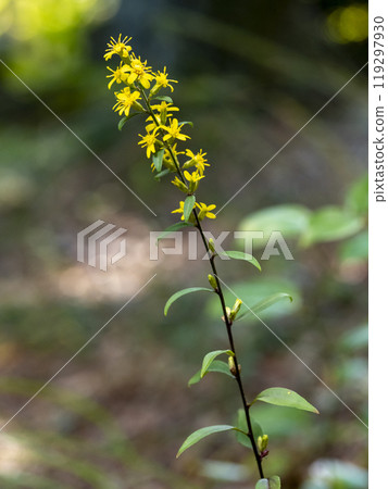 阿奎尼娜的花朵 119297930