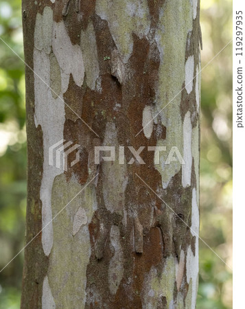 birch bark birch bark 119297935