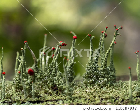 Koamigoke moss growing on the railing boards Koamigoke moss growing on the railing boards 119297938