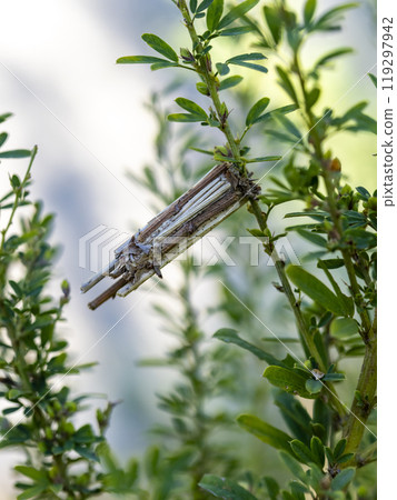 Bagworm on a plant Bagworm on a plant 119297942