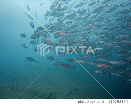A school of Big eye Trevally, Jackfish, or Caranx sexfasciatus, outside Puerto Galera, Philippines A school of Big eye Trevally, Jackfish, or Caranx sexfasciatus, outside Puerto Galera, Philippines 119298124