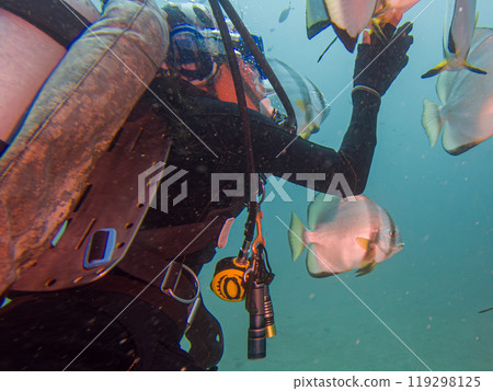 School of Platax teira, Longfin spadefish, or batfish, and a SCUBA diver Puerto Galera, Philippines 119298125