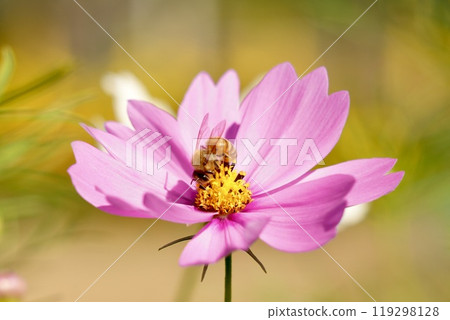 淡粉紅色宇宙和蜜蜂吸吮花蜜，特寫黃色背景 119298128