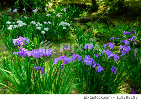 Beautiful scenery with irises 119298198