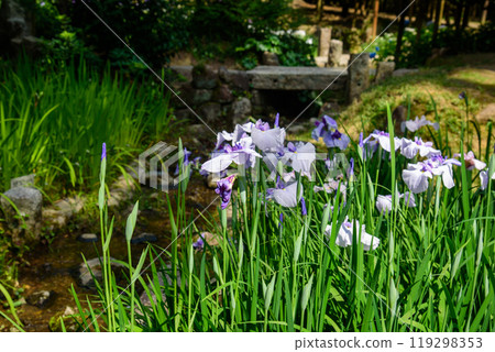 Beautiful scenery with irises Beautiful scenery with irises 119298353