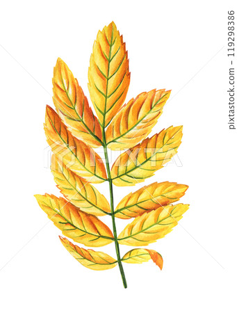 Autumn yellow rowan leaf, branch with yellow leaves isolated on background watercolor botanical painting Autumn yellow rowan leaf, branch with yellow leaves isolated on background watercolor botanical painting 119298386
