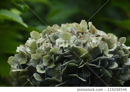 Withered hydrangea Withered hydrangea 119298546