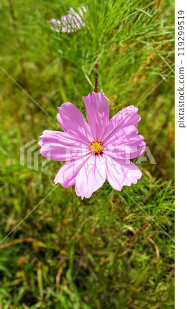 Pink cute cosmos 119299519