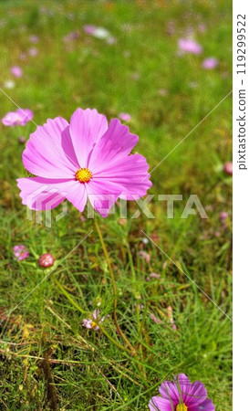 Pink cosmos swaying in the wind 119299522