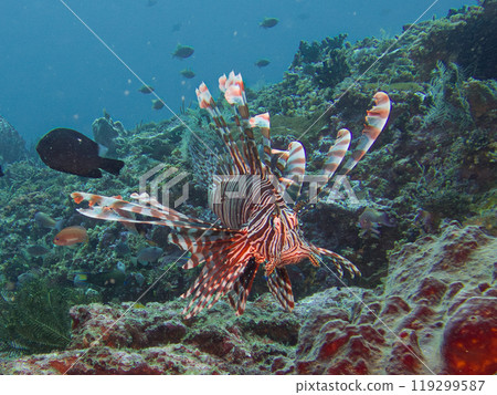 Red lionfish, Pterois volitans, at a Puerto Galera reef, Philippines Red lionfish, Pterois volitans, at a Puerto Galera reef, Philippines 119299587