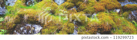 Rock covered with moss. Wild nature background 119299723