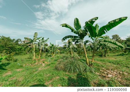 Banana tree plantation with green fields in garden and blue sky 119300098