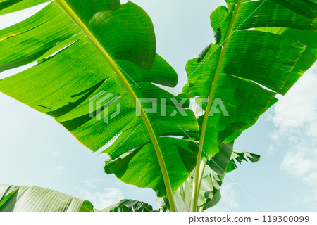 Banana tree plantation with green fields in garden and blue sky 119300099