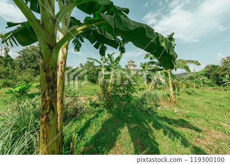 Banana tree plantation with green fields in garden and blue sky 119300100