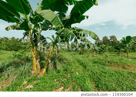 Banana tree plantation with green fields in garden 119300104