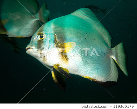 School of Platax teira, Longfin spadefish, or batfish, and a SCUBA diver Puerto Galera, Philippines 119300179