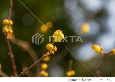 Winter Wintersweet buds 119300379