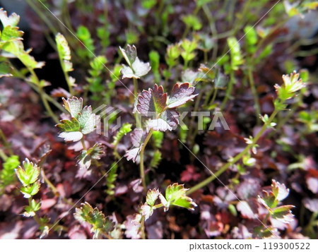 金合歡屬 119300522