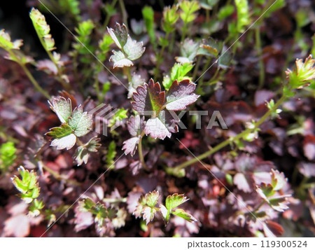Acaena 119300524